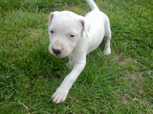 vand 7 catei dog argentinian pret 300 euro
