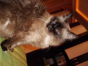caut motan birmanez