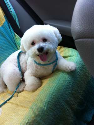 Ofer Bichon Frise spre monta