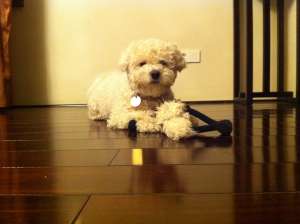 Ofer Bichon Frise spre monta