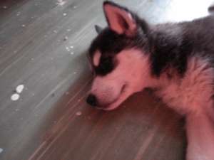 vin pui husky