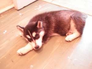 vin pui husky