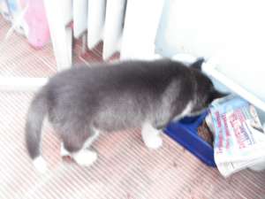 vin pui husky