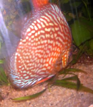 pesti exotici, discusi si scalari