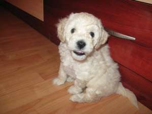 Vand bichoni frise