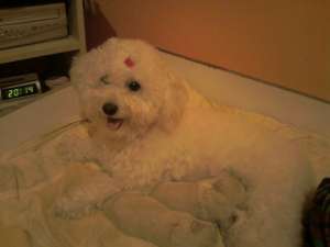 Vand bichoni frise