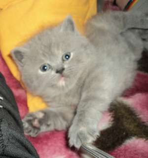 Vand pisica british shorthair