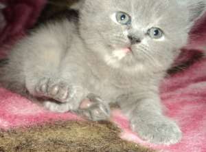 Vand pisica british shorthair