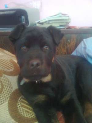 catelusi rottweiler