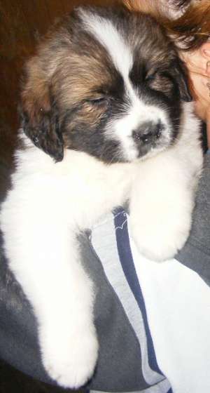 Pui Saint Bernard 8 saptamani