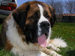 Pui Saint Bernard 8 saptamani