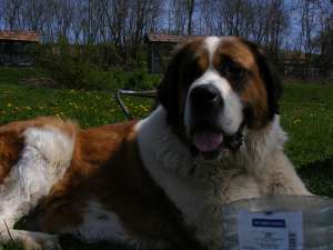 Pui Saint Bernard 8 saptamani