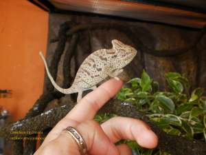 Vand Reptile