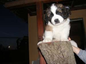 Pui Saint Bernard de vanzare