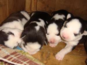 Pui Husky