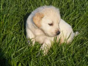 Vand pui Golden Retriever Bucuresti