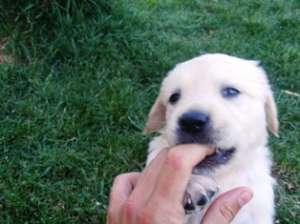 Vand pui Golden Retriever Bucuresti