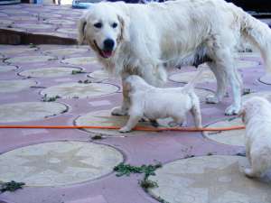 Vand pui Golden Retriever Bucuresti