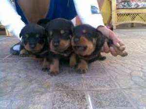 vand pui rottweiler