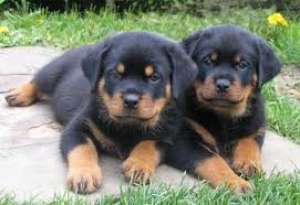 vand pui rottweiler