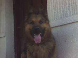 vand ctelusa lup