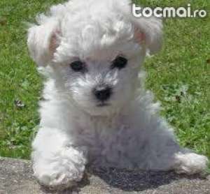 VAND CANICHE PITIC SI BICHON