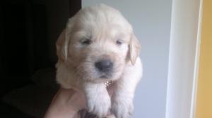 vand FETITA golden retriever!!!