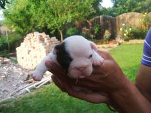 Bulldog Francez