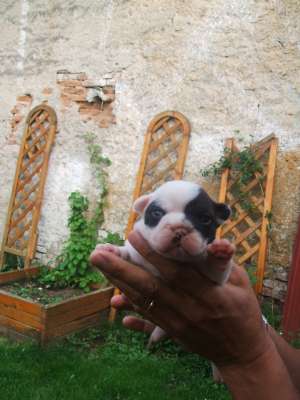 Bulldog Francez
