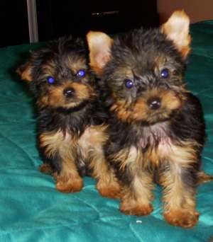 Super oferta!! Yorkshire Terrier