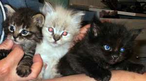 Pisicute Ragdoll