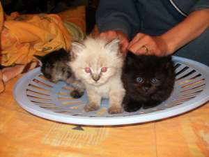 Pisicute Ragdoll