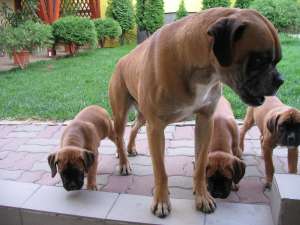 vand catei rasa BOXER