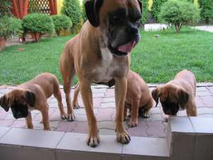 vand catei rasa BOXER