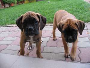vand catei rasa BOXER