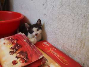 Spre adoptie
