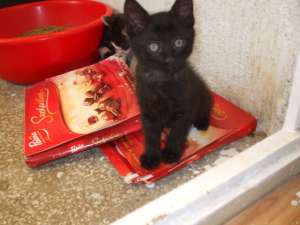 Spre adoptie
