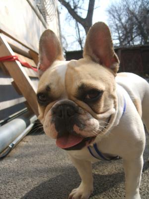 Bulldog Francez