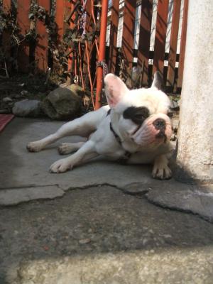 Bulldog Francez