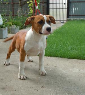 Vand pui Amstaff cu pedigree