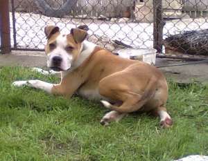 VAND AMSTAFF!!!