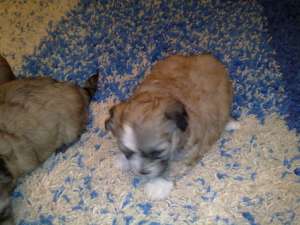 Vand pui Bichon Havanez
