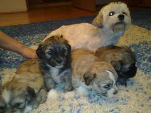 Vand pui Bichon Havanez