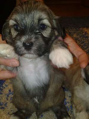 Vand pui Bichon Havanez