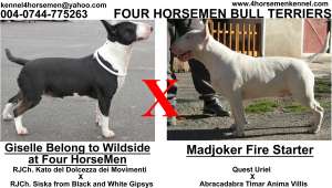 Pui Bull Terrier - Canisa Four HorseMen
