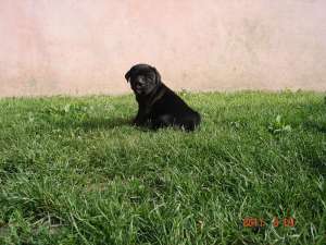vand pui cane corso