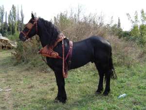 FABRICA HAMURI DE CAI SEI HATURI HARNASAMENTE MAROCHINARIE