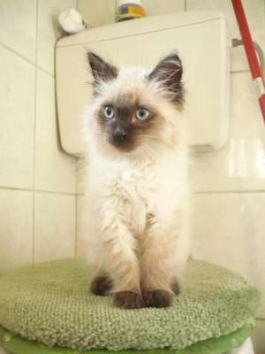 vand 3 pui de pisica birmaneza ALBA IULIA