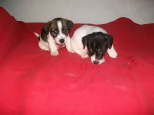Vand Jack Russel Terrier