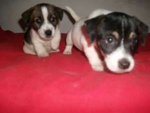 Vand Jack Russel Terrier